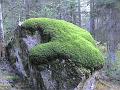 Natur 0117